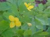 Greater Celandine; Wartweed (Chelidonium majus)