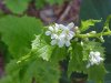 Garlic Mustard (Alliaria petiolata)