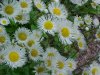 Philadelphia Fleabane (Erigeron philadelphicus)