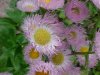 Philadelphia Fleabane (Erigeron philadelphicus)