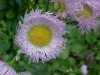 Philadelphia Fleabane (Erigeron philadelphicus)