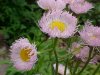 Philadelphia Fleabane (Erigeron philadelphicus)