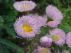 Philadelphia Fleabane (Erigeron philadelphicus)