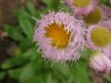 Philadelphia Fleabane (Erigeron philadelphicus)