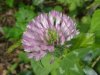 Red Clover (Trifolium pratense)