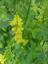 Yellow Sweet Clover (Melilotus officinalis)