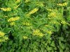 Yellow Sweet Clover (Melilotus officinalis)