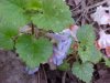 Ground Ivy; Gill-over-the-ground;  Creeping Charlie (Glechoma  hederacea)
