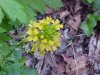 Common Wintercress (Babarea vulgaris)