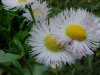 Philadelphia Fleabane (Erigeron philadelphicus)