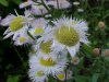 Philadelphia Fleabane (Erigeron philadelphicus)