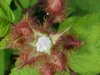 Of the Wild Red Raspberry family (Rubis idaeus)