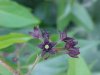 Black swallow-wort (Cynanchum nigrum; Cynanchum rossicum)