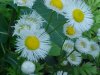 Philadelphia Fleabane (Erigeron philadelphicus)