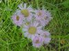 Philadelphia Fleabane (Erigeron philadelphicus)