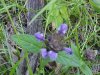 Heal-all; Self-heal (Prunella vulgaris)