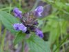 Heal-all; Self-heal (Prunella vulgaris)