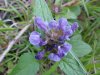 Heal-all; Self-heal (Prunella vulgaris)