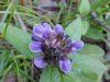 Heal-all; Self-heal (Prunella vulgaris)
