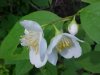 Wildflowers of LDEO, Columbia Univ., Palisades, N.Y., USA