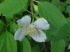Wildflowers of LDEO, Columbia Univ., Palisades, N.Y., USA