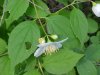 Wildflowers of LDEO, Columbia Univ., Palisades, N.Y., USA