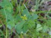 Black Medick (Medicago lupulina)