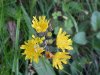 Yellow Hawkweed; King Devil (Hieracium caespitosum; Hieracium  pratense; Hieracium floribundum)