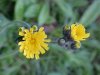Yellow Hawkweed; King Devil (Hieracium caespitosum; Hieracium  pratense; Hieracium floribundum)