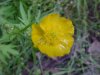 Common Buttercup (Ranunculus acris)