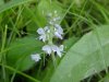 Common Speedwell (Veronica officinalis)