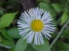 Philadelphia Fleabane (Erigeron philadelphicus)