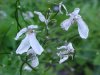 Dame's Rocket; Dame's Violet; Mother-of-the-Evening (Hesperis matronalis)