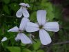 Dame's Rocket; Dame's Violet; Mother-of-the-Evening (Hesperis matronalis)