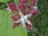 Of the Wild Red Raspberry family (Rubis idaeus)