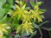 Stringy Stonecrop, Yellow Moss, Graveyard Moss (Sedum sarmentosum) - thanks to Gottfried Unger for correction: was misidentified as Wild Stonecrop (Sedum ternatum)