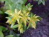 Stringy Stonecrop, Yellow Moss, Graveyard Moss (Sedum sarmentosum) - thanks to Gottfried Unger for correction: was misidentified as Wild Stonecrop (Sedum ternatum)