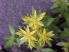 Stringy Stonecrop, Yellow Moss, Graveyard Moss (Sedum sarmentosum) - thanks to Gottfried Unger for correction: was misidentified as Wild Stonecrop (Sedum ternatum)