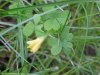Yellow Wood Sorrel; Sour Grass (Oxalis stricta)