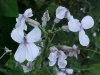 Dame's Rocket; Dame's Violet; Mother-of-the-Evening (Hesperis matronalis)