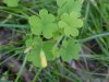 Yellow Wood Sorrel; Sour Grass (Oxalis stricta)