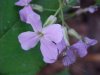 Dame's Rocket; Dame's Violet; Mother-of-the-Evening (Hesperis matronalis)