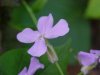 Dame's Rocket; Dame's Violet; Mother-of-the-Evening (Hesperis matronalis)
