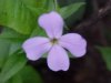 Dame's Rocket; Dame's Violet; Mother-of-the-Evening (Hesperis matronalis)