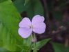 Dame's Rocket; Dame's Violet; Mother-of-the-Evening (Hesperis matronalis)