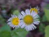 Philadelphia Fleabane (Erigeron philadelphicus)