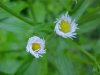 Daisy Fleabane (Erigeron annus)