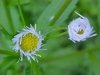 Daisy Fleabane (Erigeron annus)