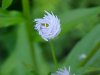 Daisy Fleabane (Erigeron annus)