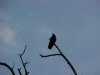 Crows of LDEO, Columbia Univ., Palisades, N.Y., USA
